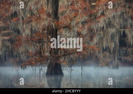 Paysage hypnotisant pendant la pluie dans les marécages de Great Cypress, États-Unis Banque D'Images