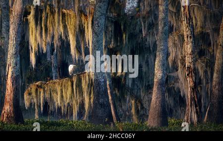 Belle photo d'arbres suspendus près de l'eau dans Cypress Swamps, États-Unis Banque D'Images