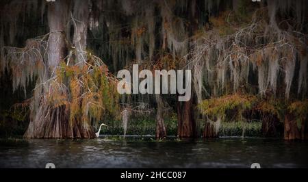 Belle photo d'arbres suspendus près de l'eau dans Cypress Swamps, États-Unis Banque D'Images