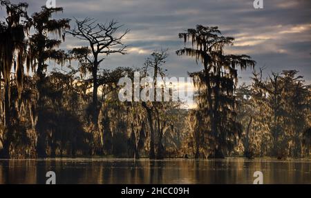 Belle photo d'arbres près de l'eau dans les marais Cypress, États-Unis Banque D'Images