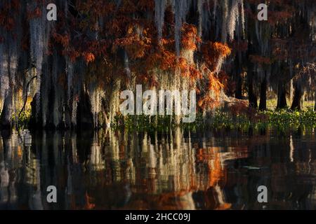 Belle photo d'arbres suspendus près de l'eau dans Cypress Swamps, États-Unis Banque D'Images