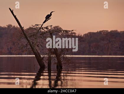 Egret sur un arbre dans les marécages de cyprès pendant le coucher du soleil Banque D'Images