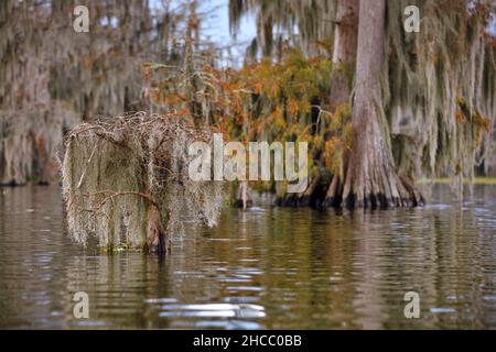 Belle photo d'arbres suspendus près de l'eau dans Cypress Swamps, États-Unis Banque D'Images