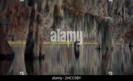 Belle photo d'arbres suspendus près de l'eau dans Cypress Swamps, États-Unis Banque D'Images