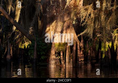 Belle photo d'arbres suspendus près de l'eau dans Cypress Swamps, États-Unis Banque D'Images