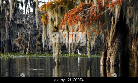 Belle photo d'arbres suspendus près de l'eau dans Cypress Swamps, États-Unis Banque D'Images