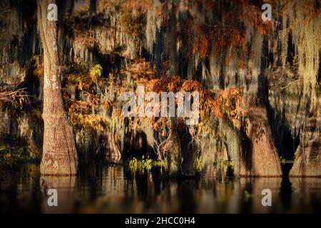 Belle photo d'arbres suspendus près de l'eau dans Cypress Swamps, États-Unis Banque D'Images