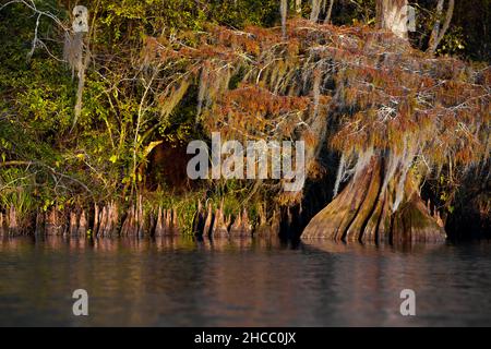 Belle photo d'arbres suspendus près de l'eau dans Cypress Swamps, États-Unis Banque D'Images