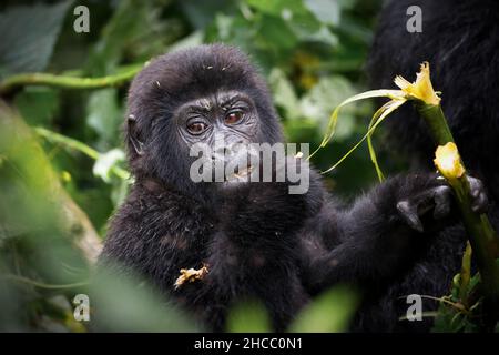 Gros plan sur un chimpanzé en Ouganda Banque D'Images