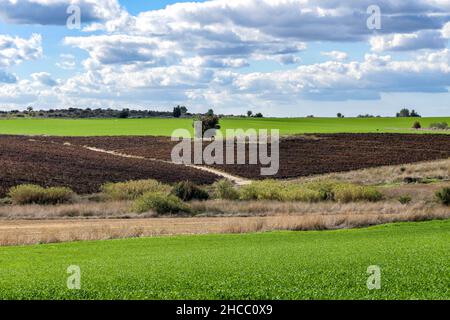 Vue sur les vignobles et les champs avec du blé jeune sur fond de ciel bleu avec des nuages Banque D'Images
