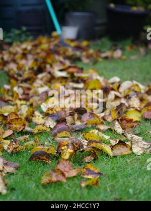 Rateau de jardin décembre feuilles d'arbre de pomme d'hiver Banque D'Images