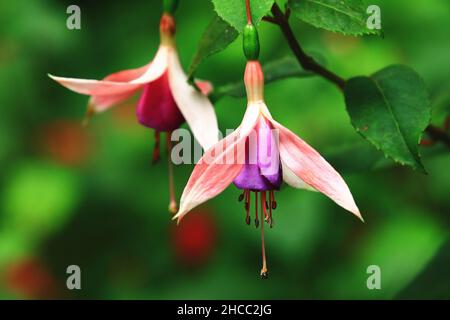 Vue imprenable sur les fleurs de Fuchsia hybride (larme de la dame, Fuchsia, Fuchia commun), gros plan de violet avec des fleurs roses qui fleurissent dans le jardin Banque D'Images