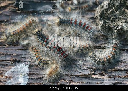 Gros plan des chenilles de la spongieuse, Lymantria dispar, sur l'écorce d'un arbre Banque D'Images