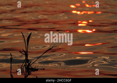 Gros plan de réflexions de libellules sur l'eau au coucher du soleil Banque D'Images