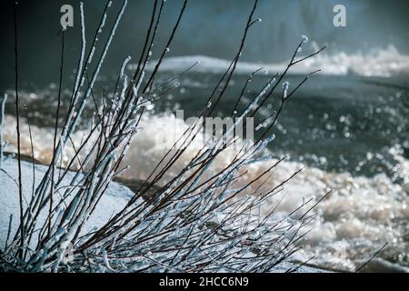 Cliché sélectif de glace sur les branches en hiver Banque D'Images