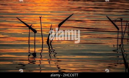 Gros plan sur les ondulations d'eau au coucher du soleil doré Banque D'Images