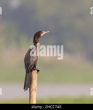 Little Cormorant (Phalacrocorax niger) séchage des ailes debout sur le poteau dans le lac. Banque D'Images