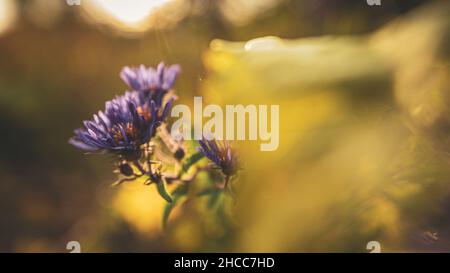 Gros plan de fleurs sauvages violettes au coucher du soleil Banque D'Images