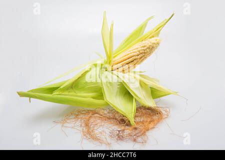 épis de maïs avec ses grains pour préparer la nourriture Banque D'Images