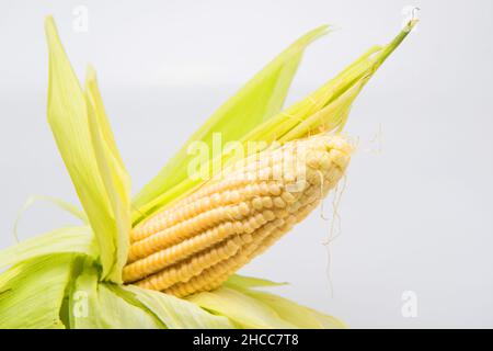 épis de maïs avec ses grains pour préparer la nourriture Banque D'Images
