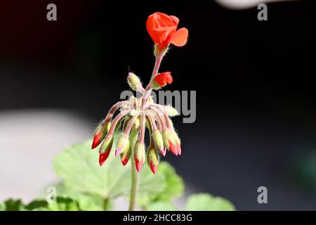 gros plan sur la petite fleur rouge de pétunia avec des feuilles et la plante hors foyer fond gris noir. Banque D'Images