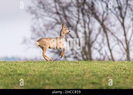 Le cerf de Virginie se tient sur un terrain vert et regarde autour de vous Banque D'Images