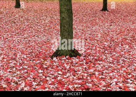 feuilles d'érable rouge couvrant le sol et les troncs d'arbre Banque D'Images