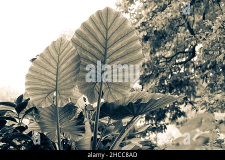 Les oreilles d'éléphant sont le nom commun d'un groupe de plantes vivaces tropicales cultivées pour leurs grandes feuilles en forme de cœur.Alocasia calidora Banque D'Images