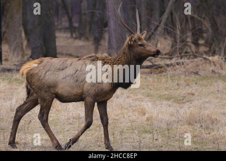 Photo sélective de cerfs avec cornes Banque D'Images