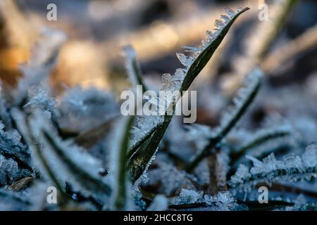 Des cristaux de glace se sont formés sur les lames de l'herbe et ont gelé dans toutes les directions.Des formes structurellement riches et bizarres sont apparues.Coup de feu d'hiver du Brandebourg Banque D'Images