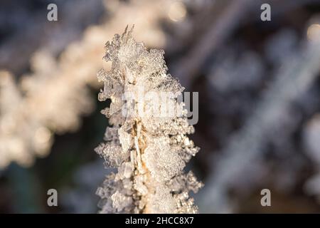 Des cristaux de glace se sont formés sur les lames de l'herbe et ont gelé dans toutes les directions.Des formes structurellement riches et bizarres sont apparues.Coup de feu d'hiver du Brandebourg Banque D'Images