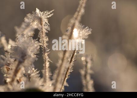 Cristaux de glace qui se sont formés sur les lames de l'herbe.À la lumière du soleil couchant.Structure des formes riches et bizarres sont créées.Coupe d'hiver de Bra Banque D'Images