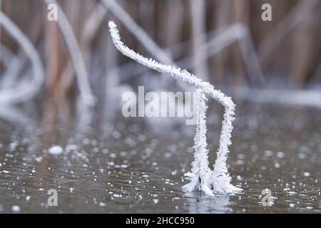 Cristaux de glace qui se sont formés sur une tige de roseau.La tige de roseau sort du lac gelé.Coup de feu d'hiver du Brandebourg Banque D'Images
