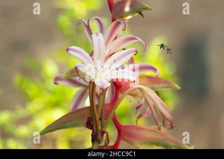 Deux abeilles vertes en vol à côté d'un bouquet naturel de fleurs Amaryllis roses et blanches dans un jardin avec nectar sur leurs jambes. Banque D'Images