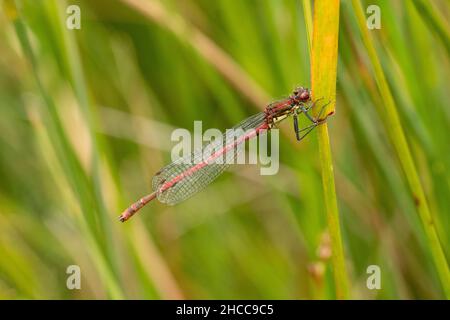 Un grand Damselfly rouge perché sur un roseau avec des roseaux flous en arrière-plan montrant l'habitat Banque D'Images