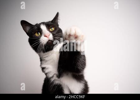 tuxedo chat noir et blanc mendiant pour la nourriture élever paw sur fond blanc avec espace de copie Banque D'Images