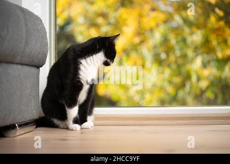 chat noir et blanc assis sur le sol et regardant par la fenêtre en automne Banque D'Images
