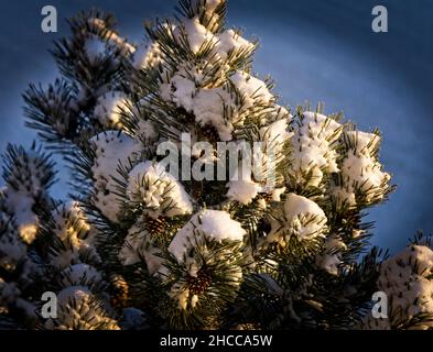 PIN buissons Calgary Alberta Banque D'Images