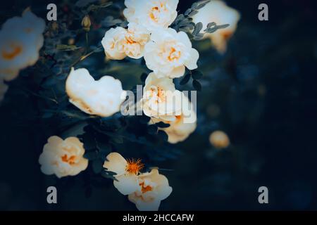 De belles roses blanches parfumées aux pétales délicats fleurissent sur une brousse aux feuilles sombres au crépuscule de l'été dans le jardin.Nature. Banque D'Images