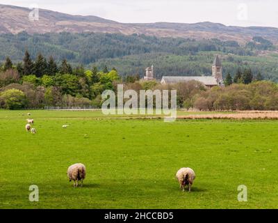 Les moutons se broutent dans les pâturages de la vallée de Great Glen, avec l'abbaye de fort Augustus qui s'élève parmi les arbres derrière. Banque D'Images