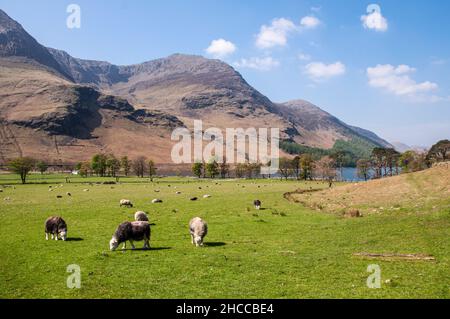 Les moutons se broutent sur les pâturages à Buttermere sous les montagnes du Lake District d'Angleterre. Banque D'Images
