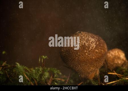 Le champignon de la boule de terre commune (Scleroderma citrinum) pousse dans la douce pluie sur le Grand Bois dans les Quantocks dans le Somerset Banque D'Images