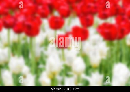 Flou de fond des fleurs rouges et blanches qui poussent dans l'herbe. Banque D'Images