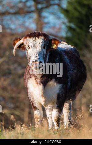 Qui regardez-vous ?Dans un champ de Norfolk, la longue vache à cornes se place devant les passants Banque D'Images