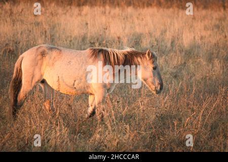 Un poney konik (Equus ferus caballus) capture les rayons du soleil dans un fénland Suffolk Banque D'Images