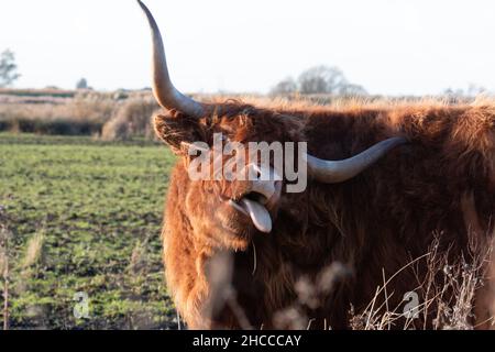 La vache des hautes terres essaie de rayer une démangeaison à l'aide de sa longue corne mais avec un visage comique avec la langue dehors et les yeux roulant Banque D'Images