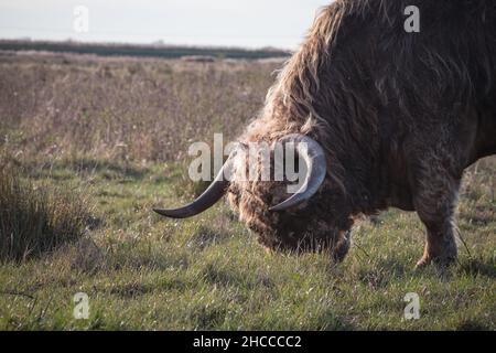 Une vache des hautes terres (Bos taurus) grache l'herbe sur la réserve naturelle de fenland Banque D'Images