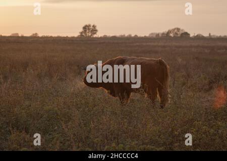 La vache des hautes terres attrape la dernière lumière du soleil tout en regardant à travers le fen Cambridgeshire Banque D'Images