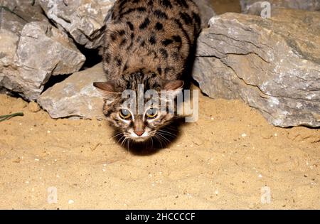 Chat à pied noir (chat à petits pois) à la recherche de proies.Felis nigripes. Banque D'Images