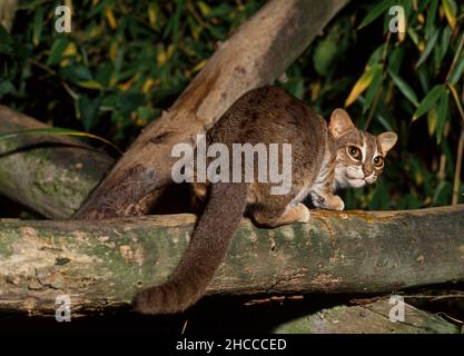 Chat tacheté de rouille (prionailurus rubiginsus aka felis rubiginsus) sur branche d'arbre. Banque D'Images